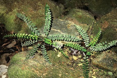 Dương xỉ Polystichum quangbinhense - loài mới cho khoa học